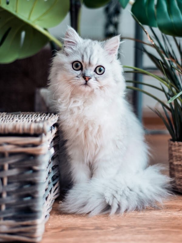pet adoption services