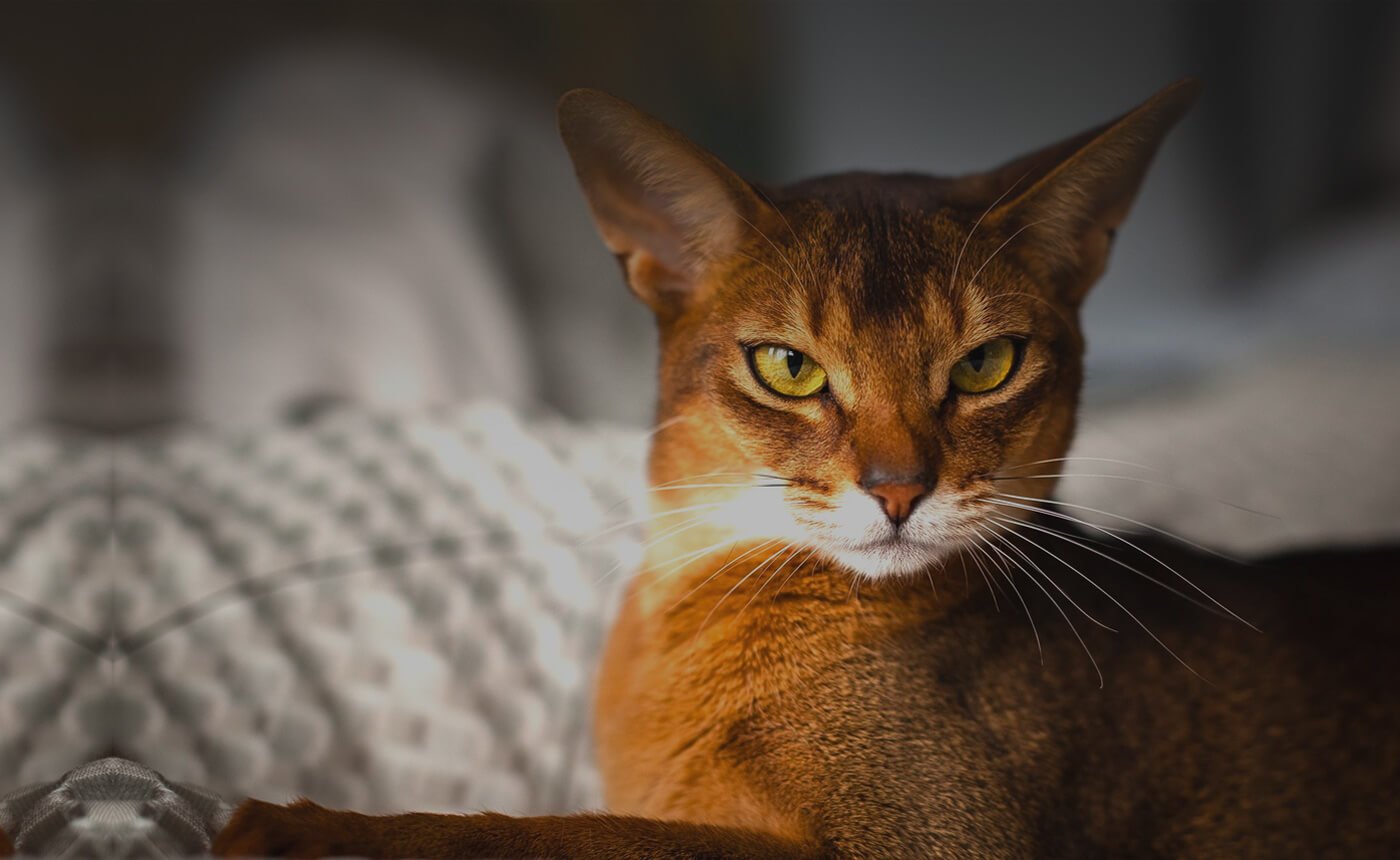 Cats featured on the Hearts to Homes Humane Society website