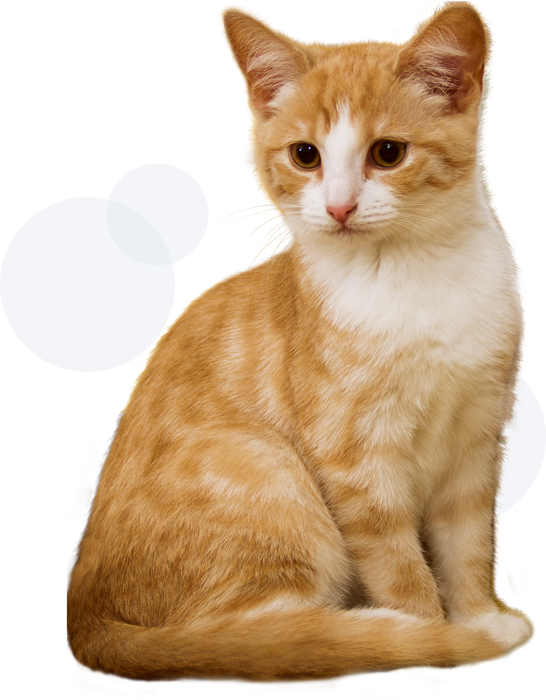 Cat photograph from Hearts to Homes Humane Society